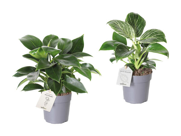 Philodendron