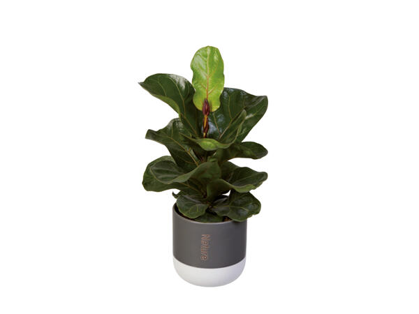 Assorted Easy Care Houseplants