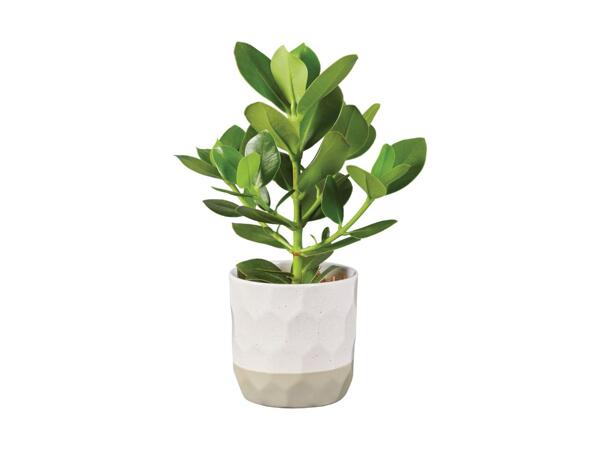 Grøn plante i keramik