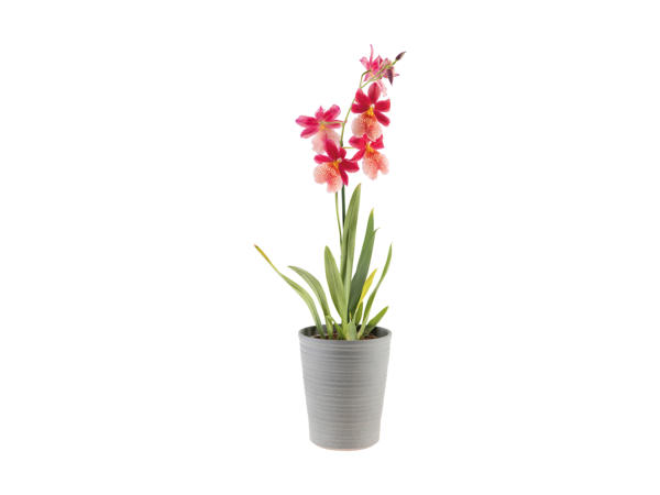 Orkidé eller bromelia