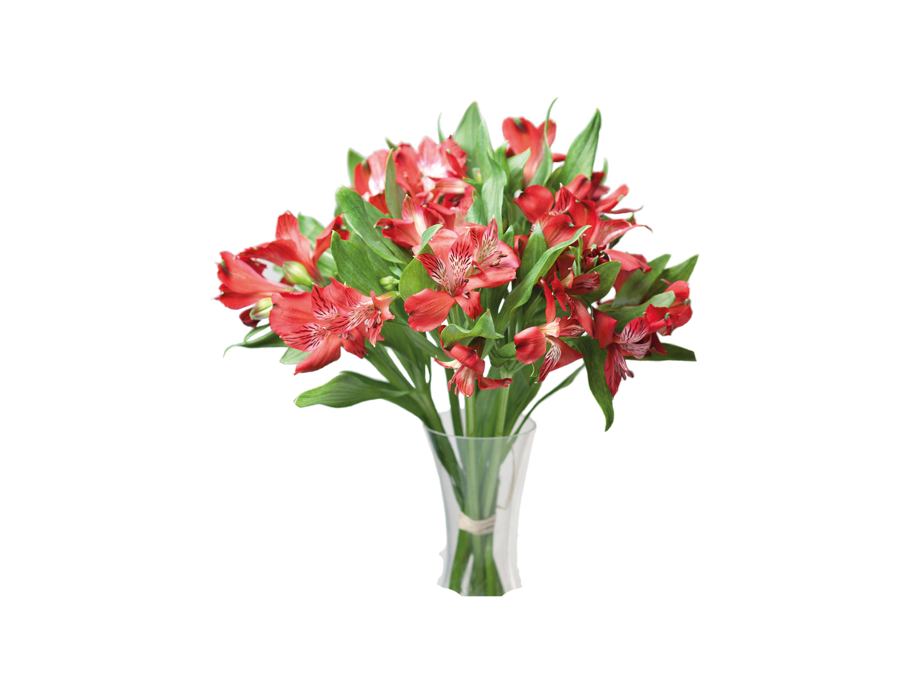 Alstroemerias1