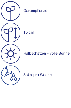 Veilchen, 10 St.