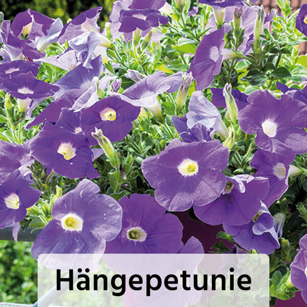 Exklusive Beetpflanzen