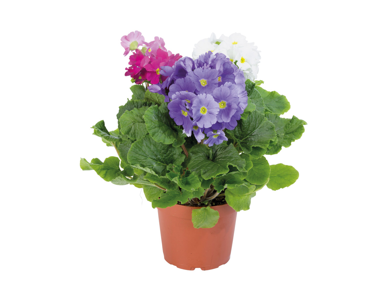 Primrose Trio 1