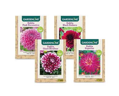 Dahlia and Gladioli Packet Bulbs