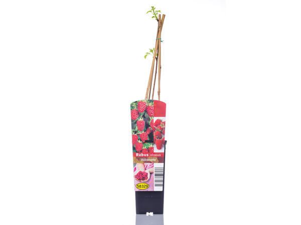 Arbustes à petits fruits