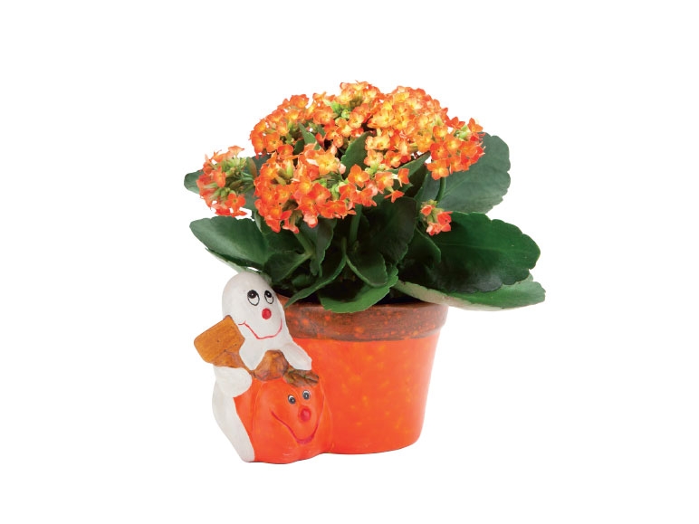 Kalanchoe in Halloweenkeramiek