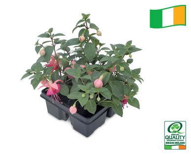 Irish Grown Fuchsia
