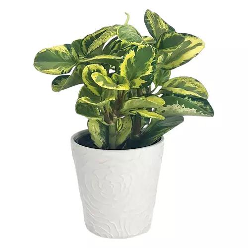 5" Foliage Plant - Assorted