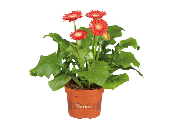 Gerbera