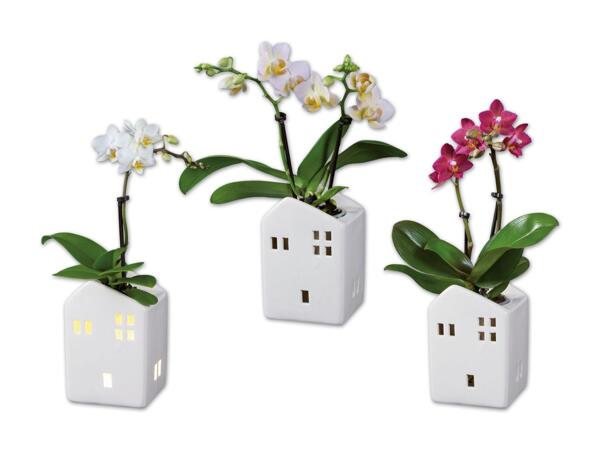 Mini-Orchidee im Keramikhaus mit Beleuchtung