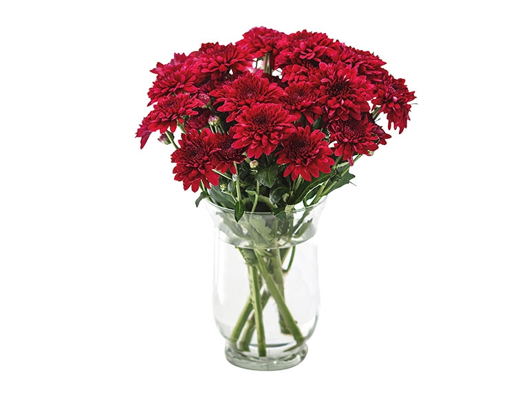 Spray Carnations