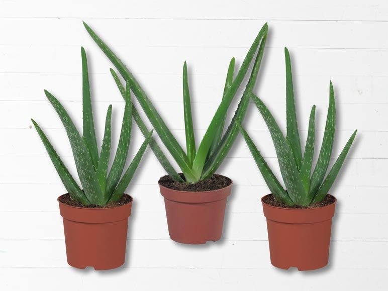 Aloe vera (dès 30.5.)