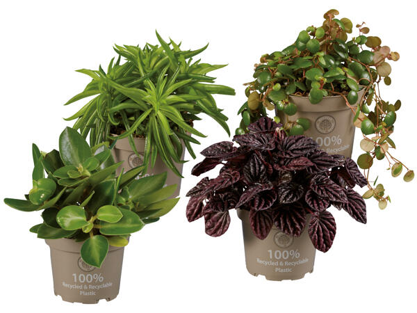 Peperomia