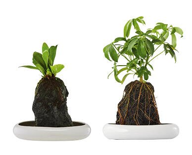 Indoor Desk Plant