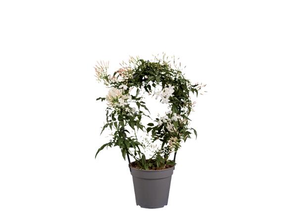 Stephanotis Jasmine or Gardenia