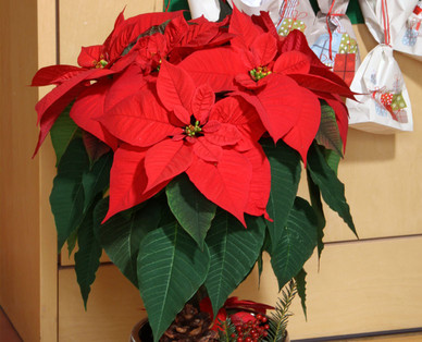 Weihnachtsstern-Stämmchen