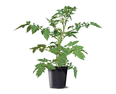 6" Vegetable or Herb Assortment