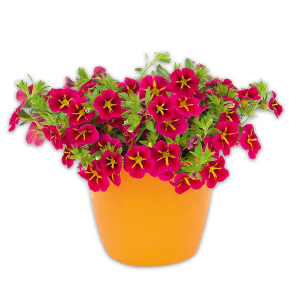 Verbene / Calibrachoa / Kaisernelke