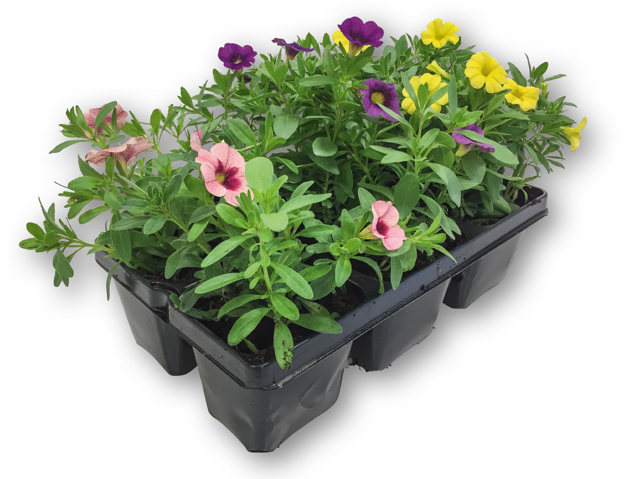 Bedplanter miks 6'er bakke