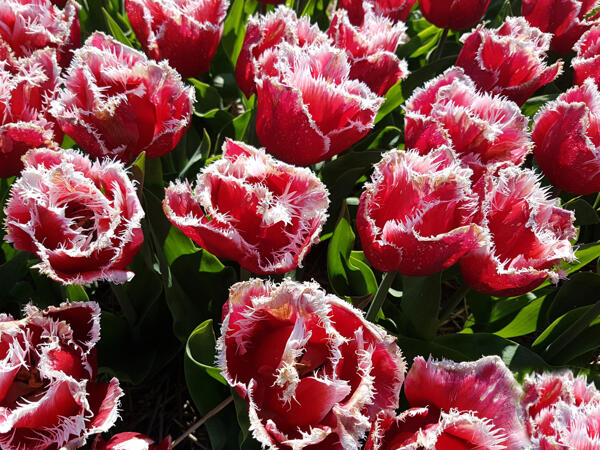 Tulpen gefranst