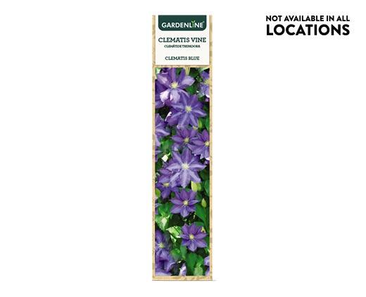 Gardenline
Clematis Flowering Vine Assorted Varieties