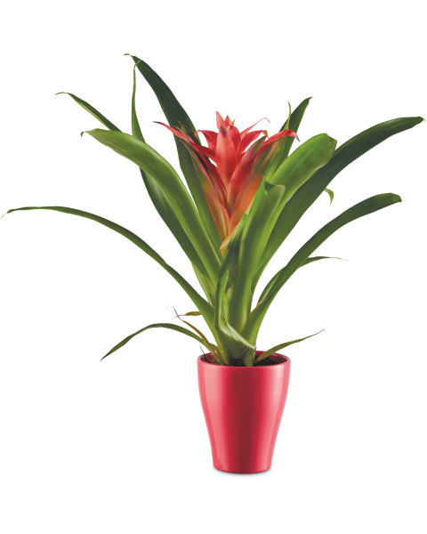 Bromeliad/Guzmania In Ceramic Pot