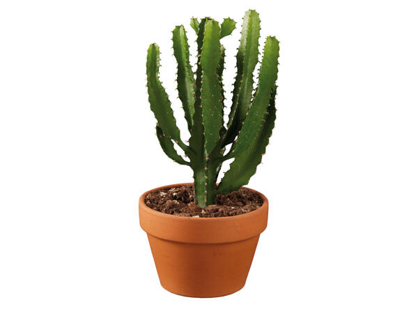 Kaktus in Terrakottatopf