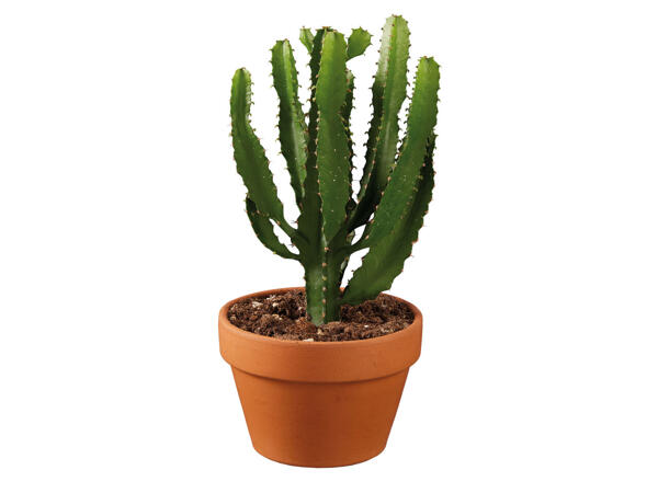 Cactus dans un pot en terre cuite