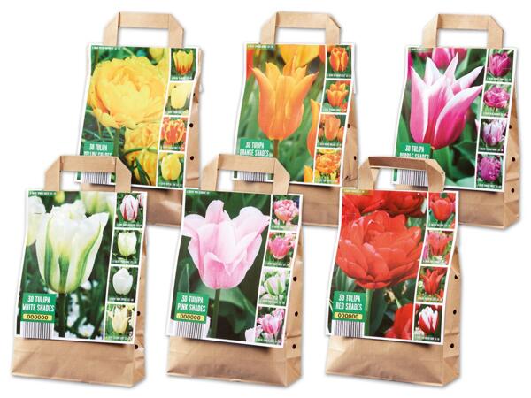 Tulpenzwiebelnmix Ton in Ton