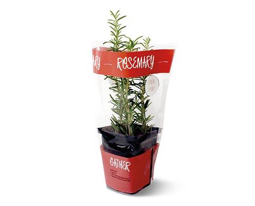 Potted Herbs Assortment
