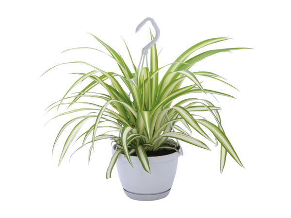 Green Hanging Plants