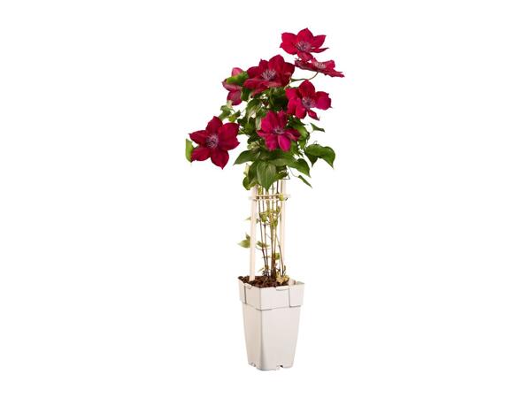 Climbers & Clematis