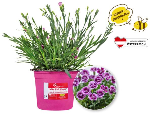 Dianthus Pink Kisses(R)