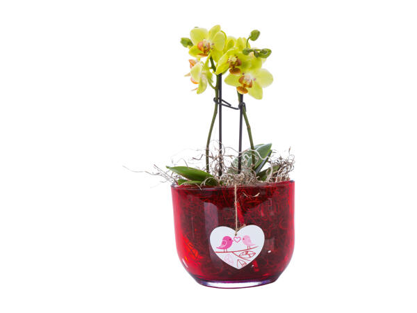 Mini Phalaenopsis