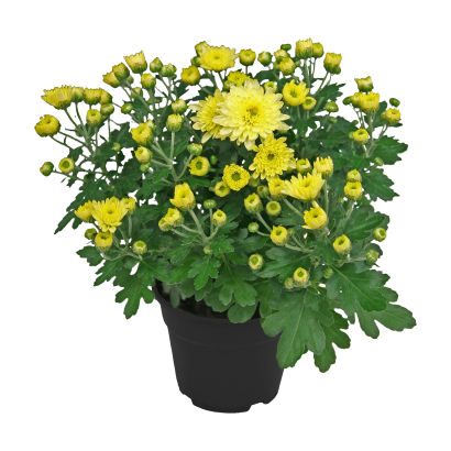 Krysantemum