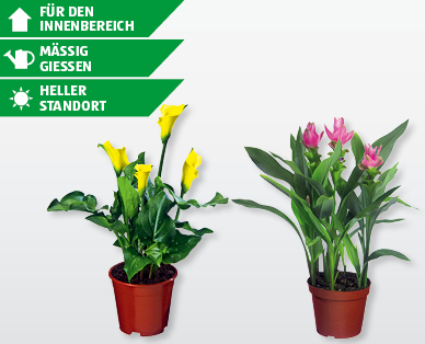 Exotische Blühpflanzen