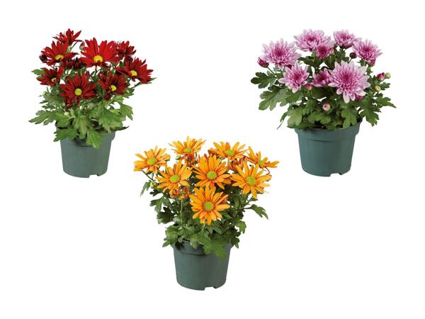 Krysantemum