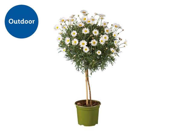 Marguerite