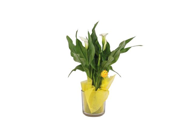 Calla