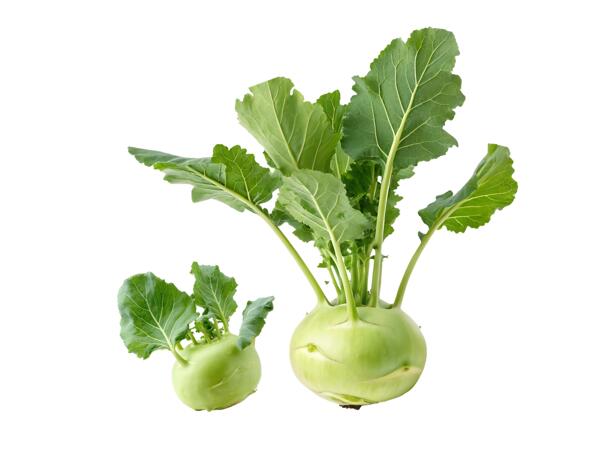 Kedlubna