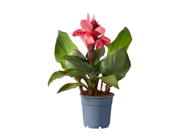 Canna (dosna)