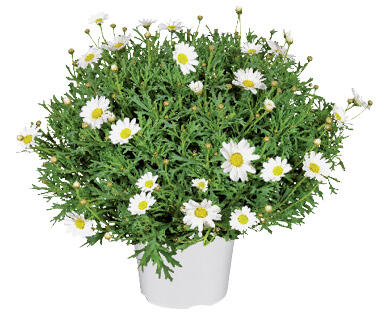 MARGERITEN-BUSCH