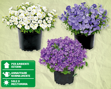 Campanula