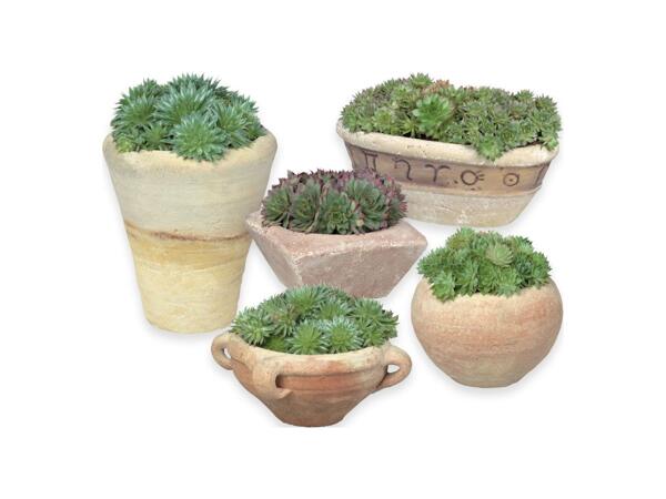 Garden plants