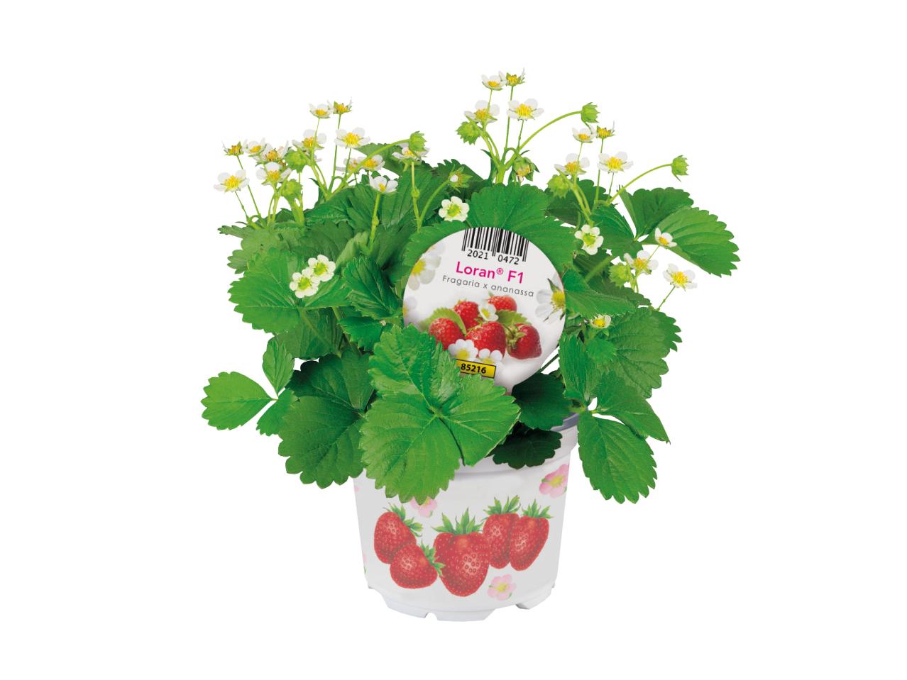 Strawberry Plants1