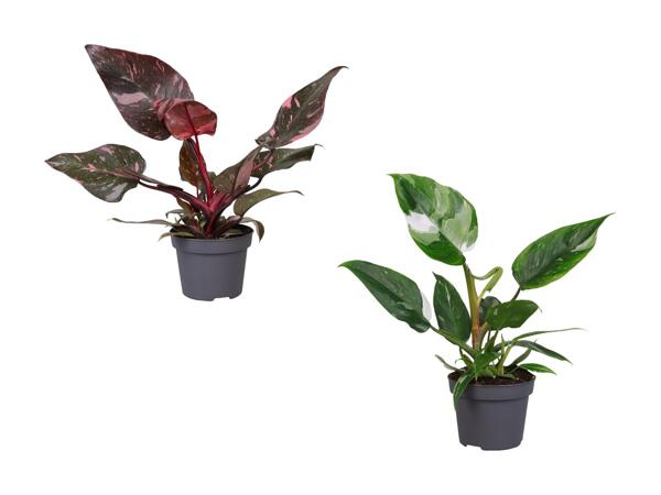 Philodendron