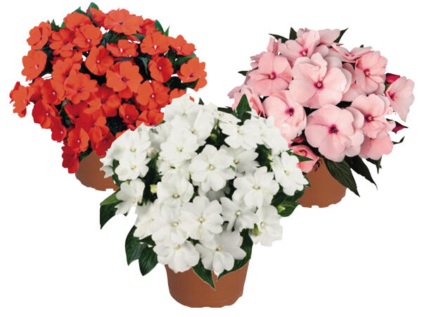 Impatiens Neuguinea