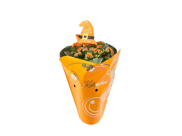 Kalanchoé Halloween