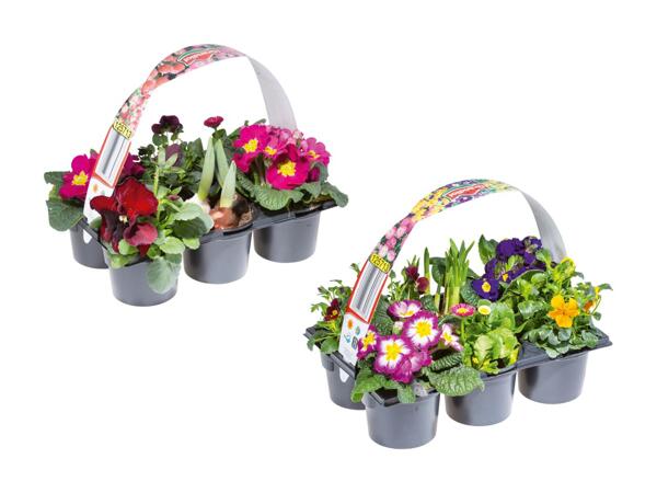 Forårsblomster i bakke